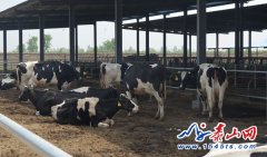 泰安消费者进企业 体验“放心奶”加工过程