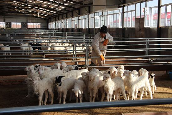福清山羊的饲养管理及选育技术