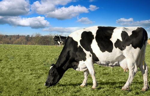 奶牛细菌性传染病——布氏杆菌病