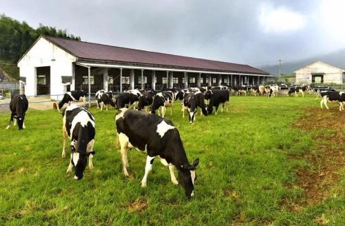 河北建设优质奶源基地 全力推动奶业高质量发展