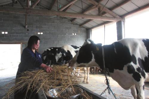 新疆连续三年安排资金“改良”奶牛养殖场