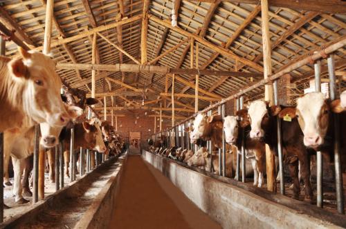 今年拉萨将新建15个标准化奶牛养殖场