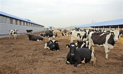 青海回族撒拉族救助会实施奶牛扶贫项目