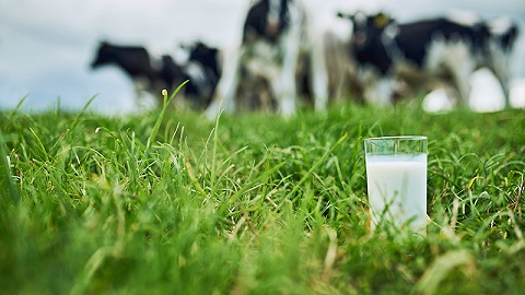 揭秘有机奶粉国际标准：对牧场、牧草有严格标准