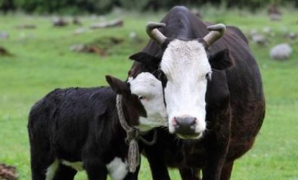 科学养牛：该怎样为牛选择合适的饲料呢