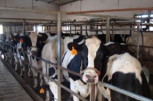奶牛养殖纯利可达10000元/头！
