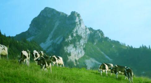 明一国际打造天籁牧场，孕育生态好鲜奶