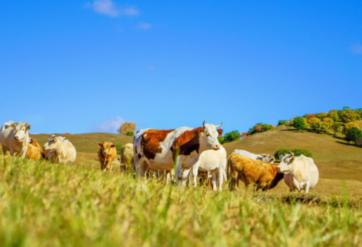 ​2022年张家口市畜牧业产值达194.6亿元