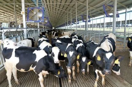 原奶生产形势总体如何?近期价格为何走弱?如何推动奶业高质量发展?