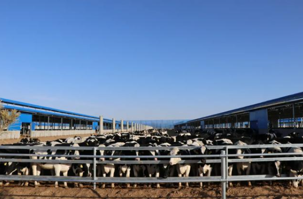 凉州区打造“黄金奶源带” 全群奶牛单产达到46公斤