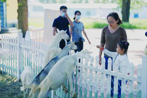 齐齐哈尔：锦鹤观光牧场 快带上您家的萌宝尽情嗨吧(图5)