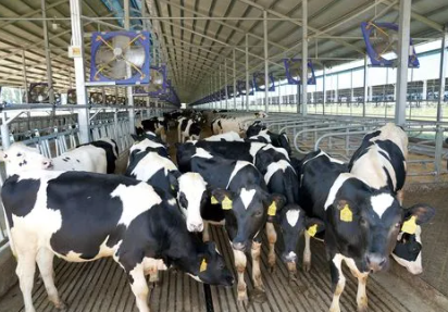 生态智能奶牛场打造新鲜好奶源——探访青海省规模最大现代化奶牛养殖基地