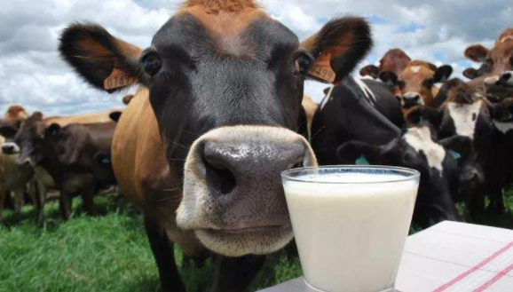 哪个国家的牛奶品质比较好？为什么新西兰的牛奶好？
