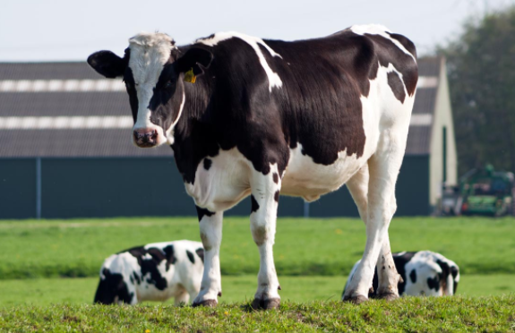 黑龍江：大數據管理，奶牛種業踏上升級之路