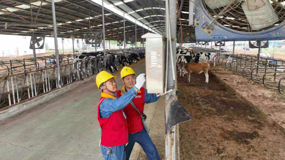 新乡县这个奶牛场每天生产12万吨牛奶！