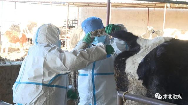 酒泉肃北：开展奶牛“两病”检测 护航奶业健康发展(图2)