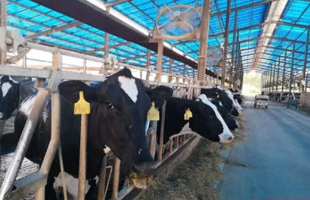 蒙牛加强奶源基地建设助力乡村振兴 推动农业强国的蒙牛实践