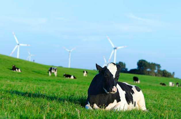 山西现代鑫源牧业产业园5万头奶牛养殖项目首批奶牛顺利进场