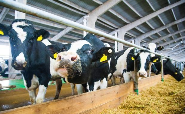 2023年中国奶牛养殖发展现状分析：存栏量提升，大型牧场占据市场主流