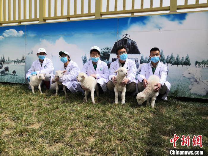 甘肃环县高质量发展羊产业 数字赋能探羊“链”百业(图4)