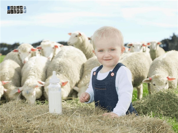春季选奶不焦虑，蓝河绵羊奶助力敏宝营养吸收