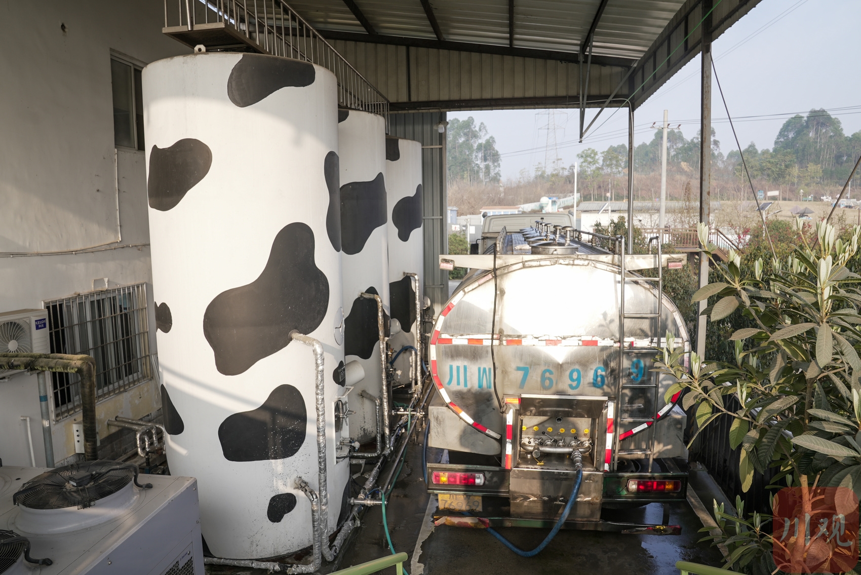 探访四川新华西乳业 看牛奶是如何从牧场走向上餐桌