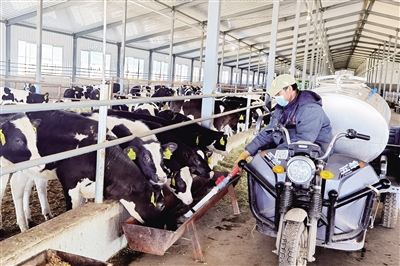 阿荣旗立足资源禀赋和产业基础，以奶牛养殖牵引农业产业结构优化升级(图1)