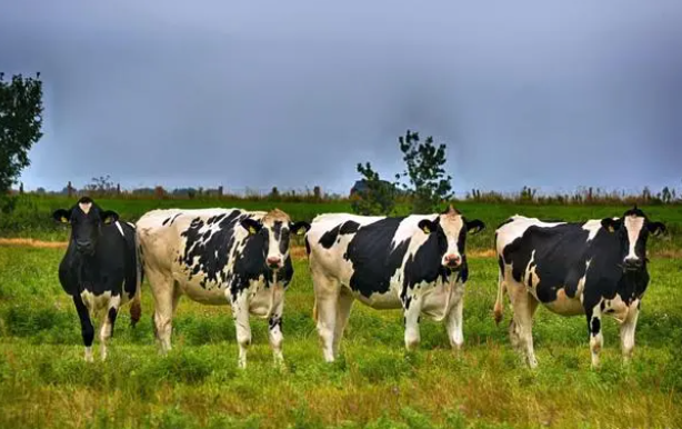 上游进口商的重要性！优质种牛、奶牛选取，推动国内奶业发展