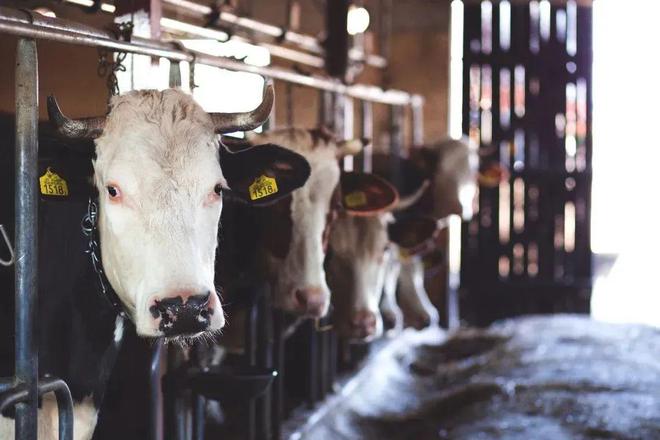 《经济半小时》养殖有了新路‘数’记录了智慧牧场中奶牛真实的一天
