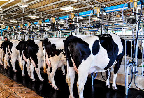 宁夏中卫沙坡头区构建奶业全产业链体系 加快农业现代化发展步伐
