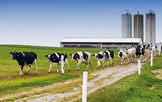 西部牧业2022年乳制品销售首次突破10亿大关 疆外市场增长超25%