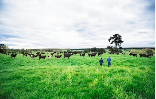 世界环境日 | 探索新西兰恒天然草饲放牧的不同之处