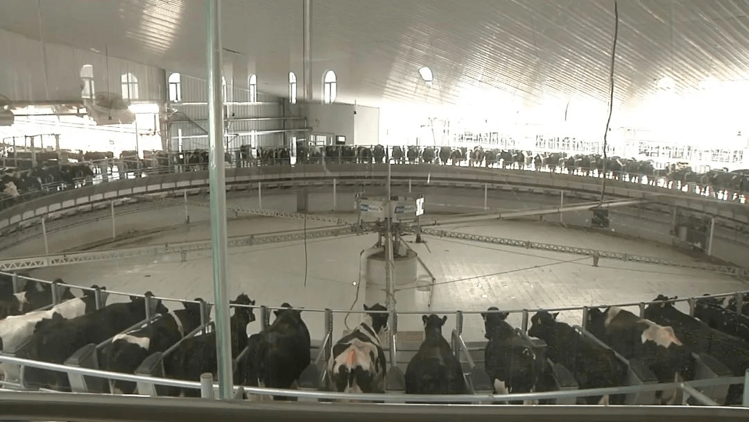 内蒙古科右前旗奶牛存栏4.9万头 日产生鲜乳500吨 (图1)