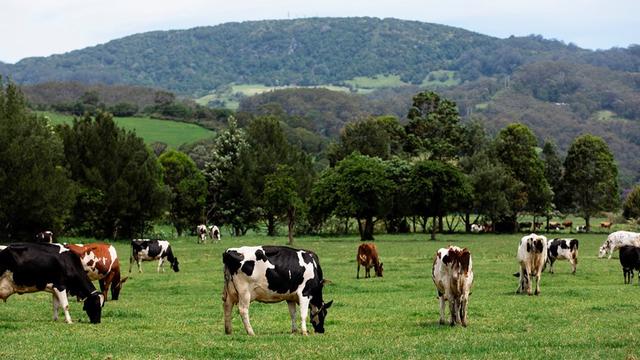 澳洲牛奶价格将上涨，农民欣喜不已，消费者痛苦不堪(图4)