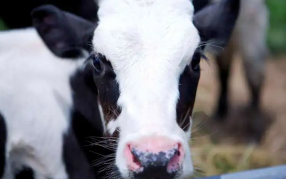 奶农们陷入困境，养殖业低谷期，奶农交出好奶才是王道