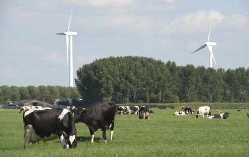 菲仕兰助力荷兰乳业提前实现2020户外放牧目标 小大