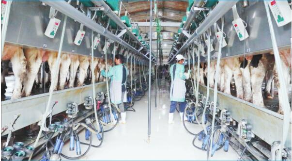 企业+基地+农户做强“奶牛之乡”乳品产业