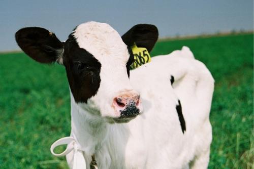 印度食品安全标准局建议延长进口中国牛奶及其相关产品的禁令