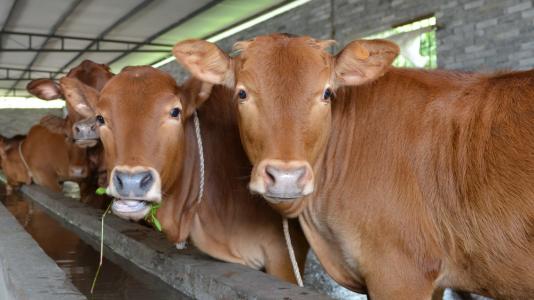 2019年河北省要建设智能奶牛场150个以上