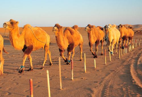 哈萨克斯坦金骆驼公司计划对华出口骆驼奶粉(图1)