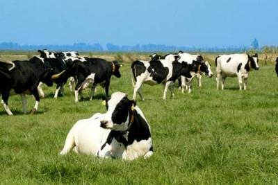 睿农研究：2019年第一季度乳品行业市场分析
