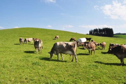 新乳业回应收购现代牧业称瞄准稳定奶源供应