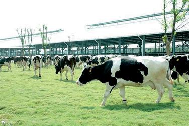  黑龙江省 今年改造升级210个中小奶牛场