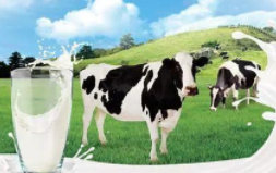 奶业做大做强，安全和品质是关键