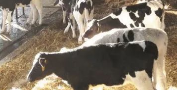【奶牛养殖】优质犊牛的七大培育技术
