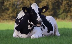提高终身产奶量，缩短奶牛胎间距，哪些因素最为关键？
