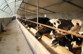 规模牛场已成为生鲜乳生产的主体力量