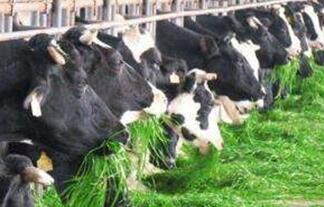 秋季养殖奶牛的管理方法