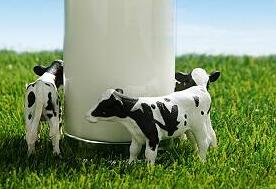 二胎牛初乳质量差，怎么回事?