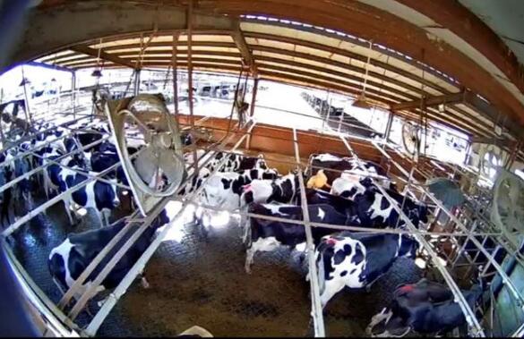 数字科技助力养殖业复工 京东数科AI养牛促安全生产